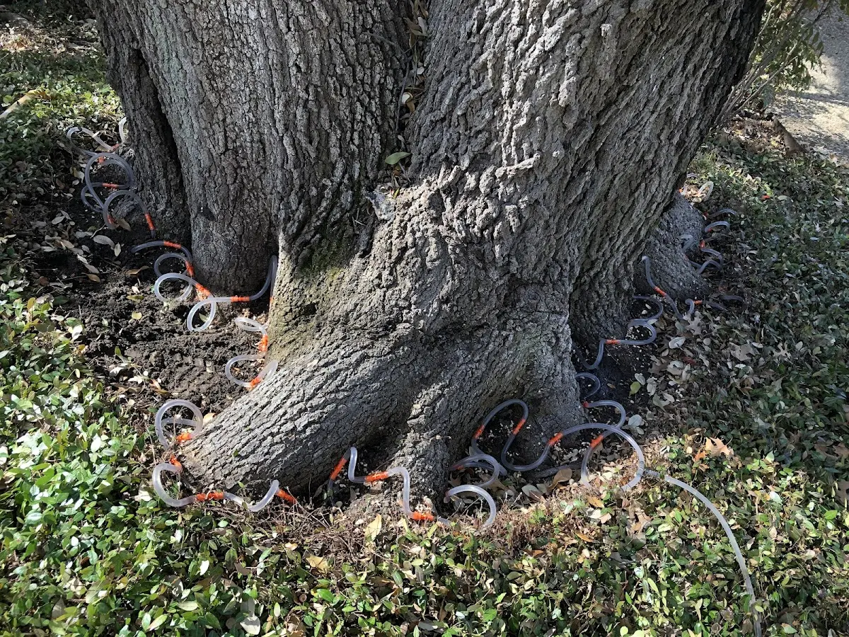 Detailed Tree Cabling and Bracing job site in Herlong