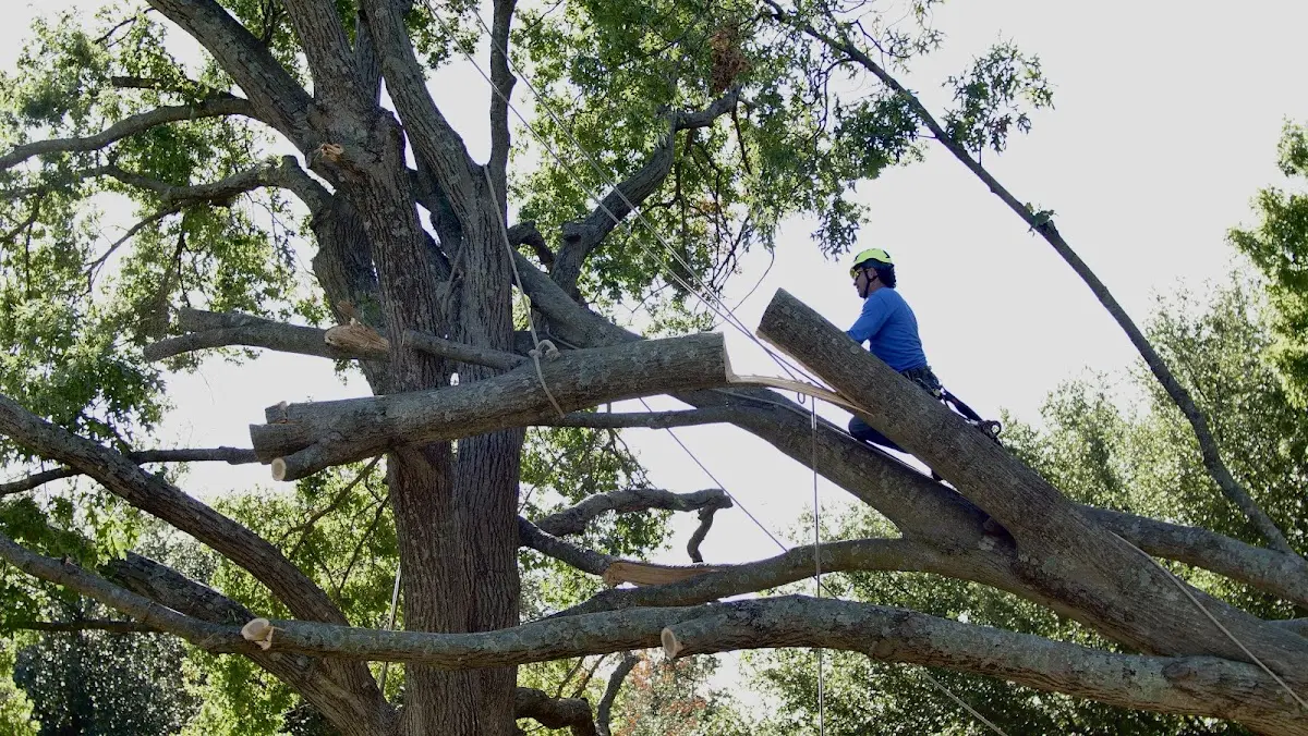 Professional Crown Thinning performed by certified arborists in Herlong